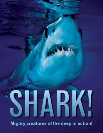 Picture of Shark!