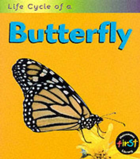 Picture of Butterfly